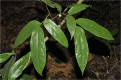 Orophea sivarajanii